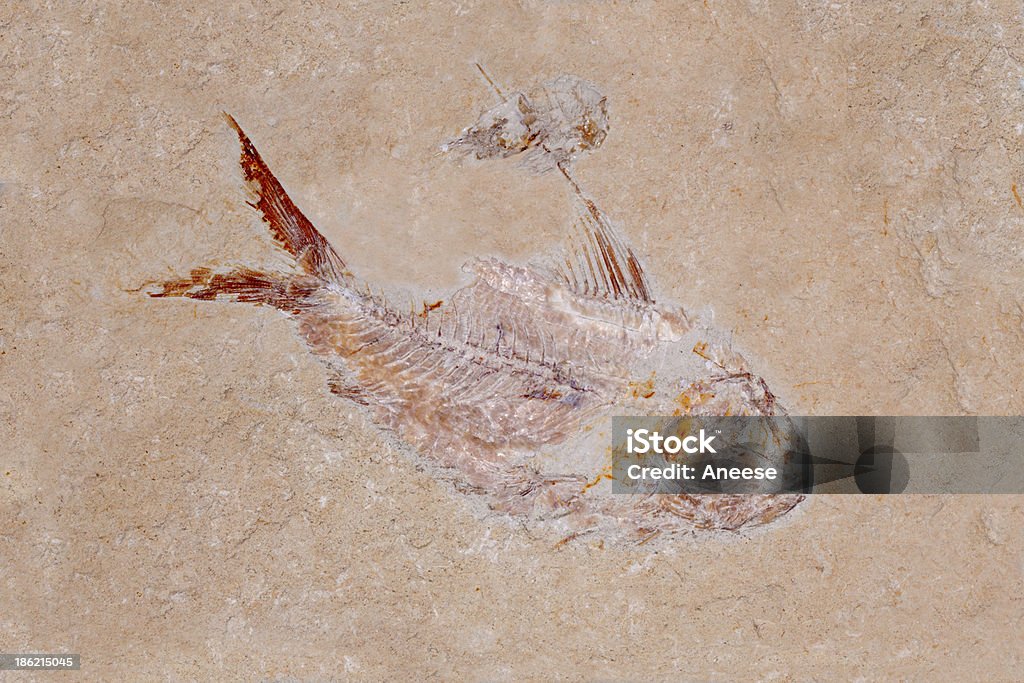 Fossil: Pesce e gamberetti - Foto stock royalty-free di Ordoviciano