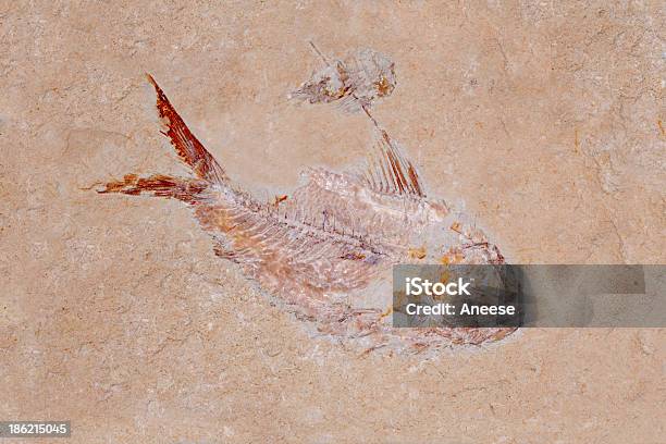 Fossil Pesce E Gamberetti - Fotografie stock e altre immagini di Ordoviciano - Ordoviciano, Antico - Condizione, Archeologia