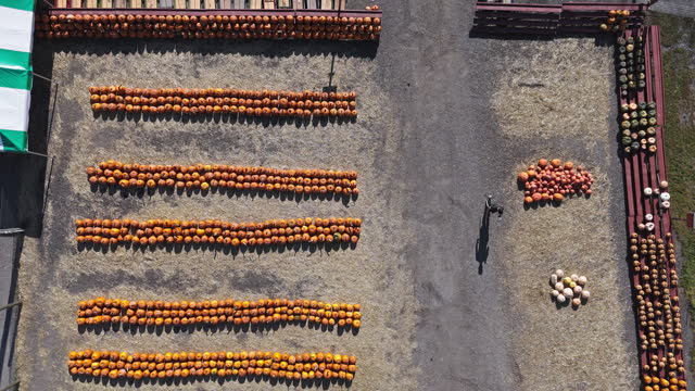 Pumpkin patches for sale in farm market of Poconos Region, Pennsylvania. Aerial footage with static camera motion