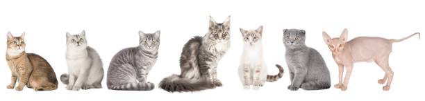 istock set of cute cat isolated 1862153568