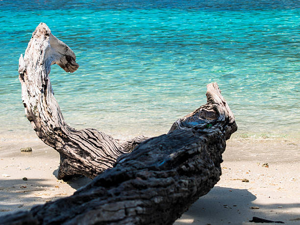 istock wood on the beach 186215449