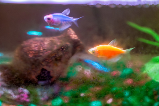 orange and blue fish in an aquarium