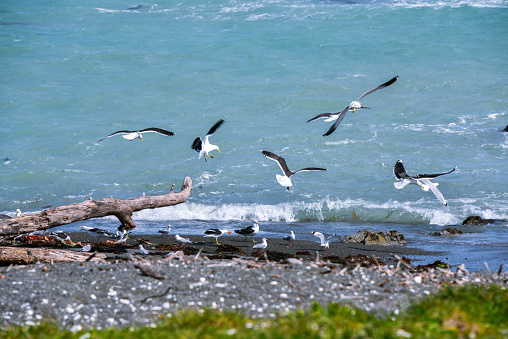 Red-billed gull is the smallest gull commonly seen in New Zealand. Photos were taken in Kaikoura.