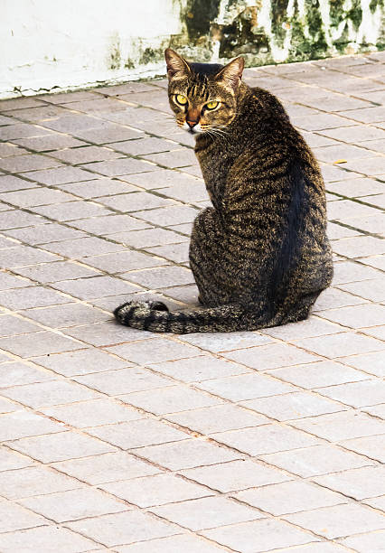 istock Tabby Cat with Yellow Eyes sitting on Walkway 186216980