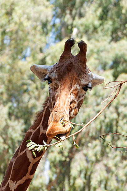 istock portrait of a giraffe 186216984