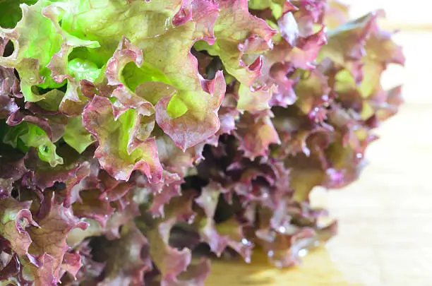 Red Oak Leaf Lettuce is a specialty lettuce, known by its striking rich red colour and its beautiful notched leaves, which are shaped like an oak leaf.