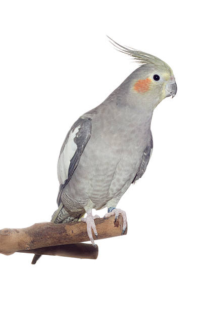 istock Female Cockatiel Isolated on White 186218012