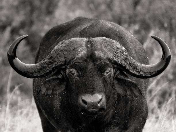 istock Wet african buffalo close-up 186218018