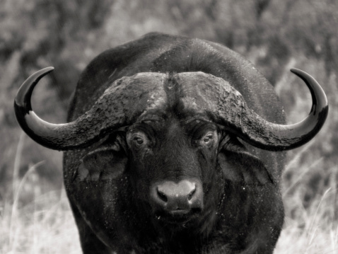 adult African buffalo looking straight