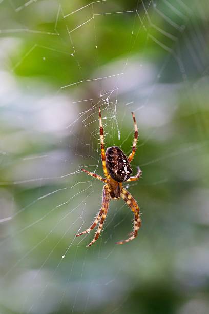 istock European garden spider 186218091