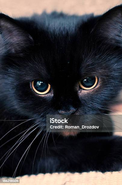 Cat Stock Photo - Download Image Now - Black Color, Domestic Cat, Long Hair