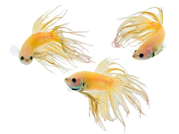 Crowntail betta fish Crowntail betta or Siamese fighting fish isolated on white background betta crowntail stock pictures, royalty-free photos & images