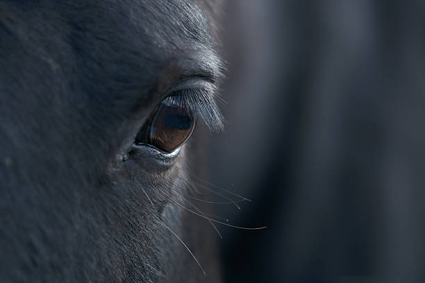 istock Eye of Black Horse 186219088