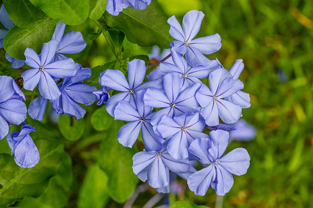 istock Cape leadwort flower 186219551
