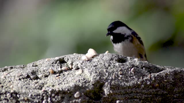 Great Tit pecks at nuts in a public park