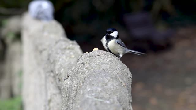 Great Tit pecks at nuts in a public park