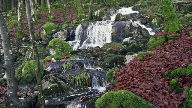 Woodland scene with a waterfall
