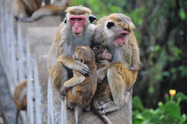 istock Couple of monkeys 186221190