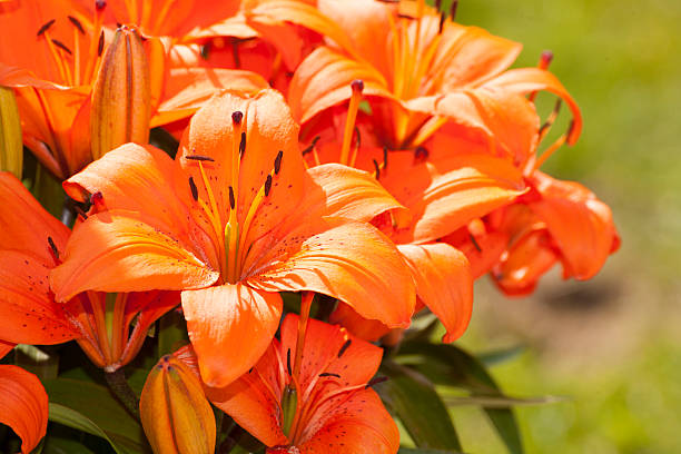 istock Asiatic Lillies in Bloom 186221949