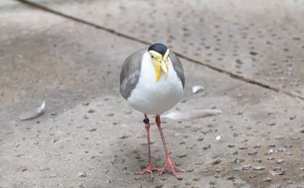 istock beautiful lapwing in the park 1862220085