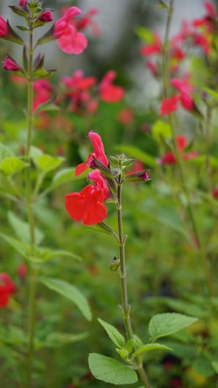 Beautiful Red flowers of Salvia greggii also known as San Antone oregano, Autumn sage, Tabita