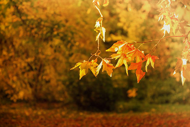 istock Autumn sun's rays in the park 186222201
