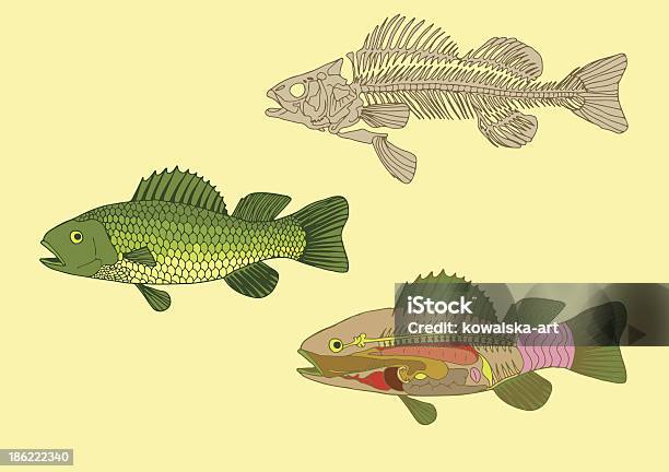 Fisch Crossbereich Und Skeleton Stock Vektor Art und mehr Bilder von Fisch - Fisch, Anatomie, Tierisches Skelett