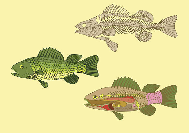 ikan, penampang dan kerangka - ginjal binatang ilustrasi stok