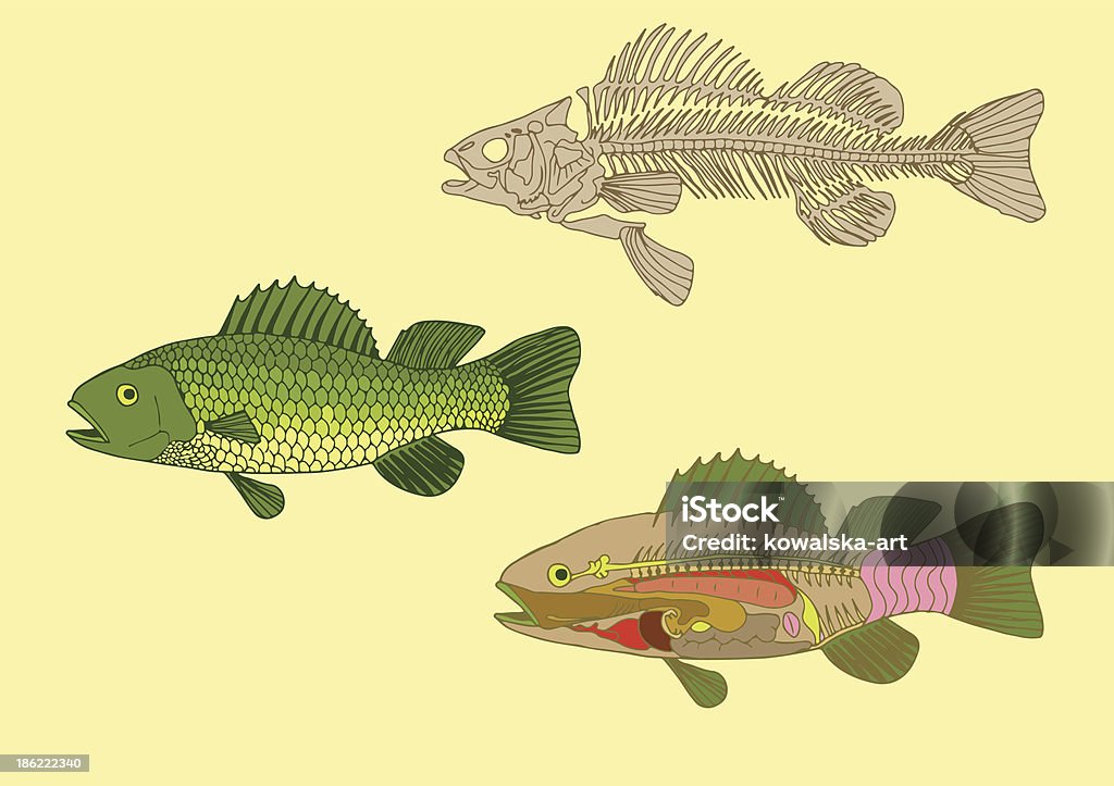 Intersected Fish Fish Crosssection And Skeleton Stock Illustration - Download Image Now ...