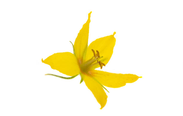 istock loosestrife flower isolated 1862226849