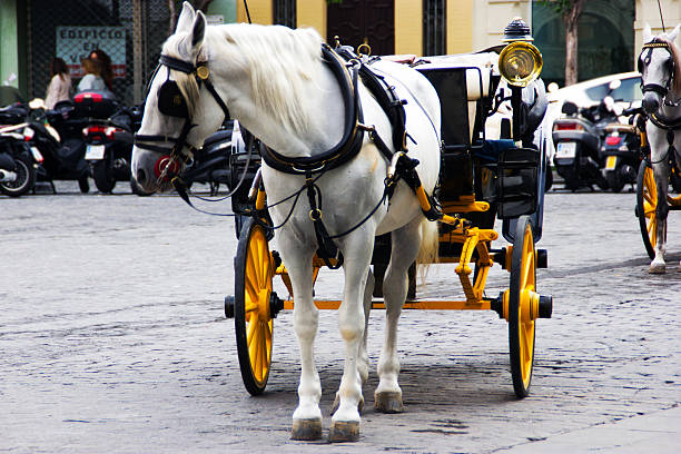 istock Traditional horses carriages in seville 186223302
