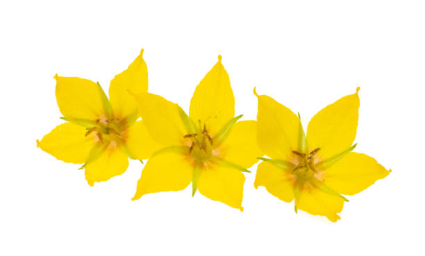 istock loosestrife flower isolated 1862233622