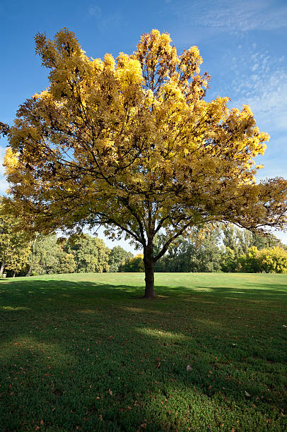 istock Autumn tree in the park low view 186223372