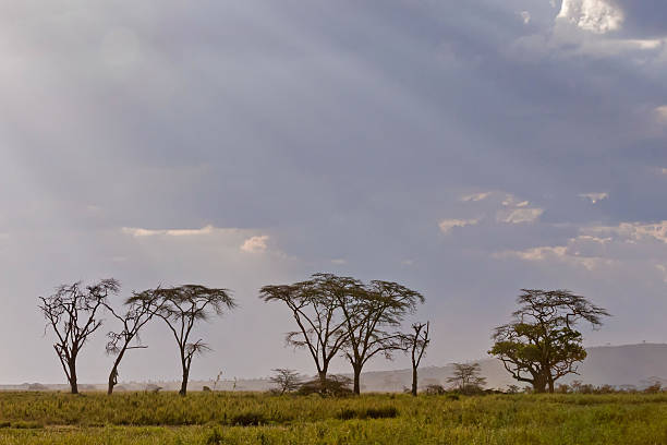 istock Acacia trees against storm cloud sky with sun beams background 186223606