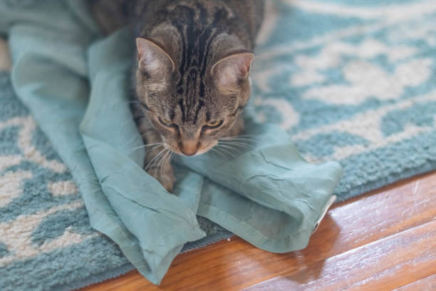istock House cat looking at the camera selective focus 1862236261
