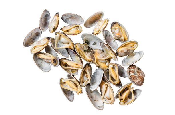 istock Steamed shellfish Clams with garlic and herbs.  Isolated on white background. 1862238421