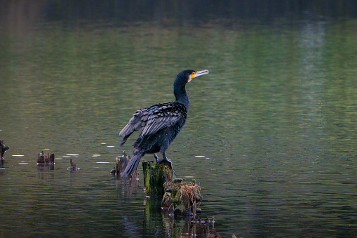 Jet black cormorant in the pond