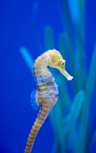 istock seahorse swimming 1862245217