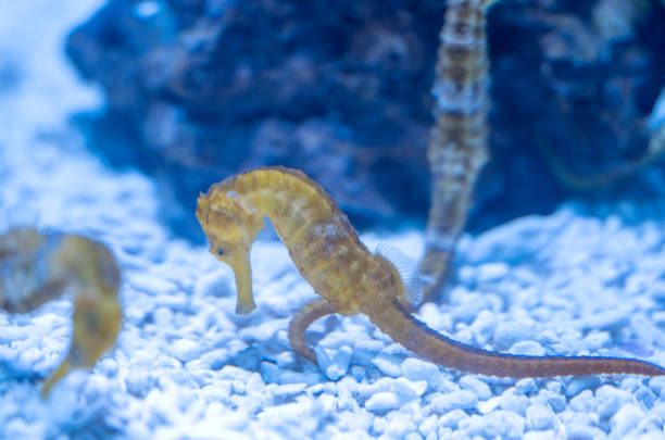 istock seahorse swimming 1862247267