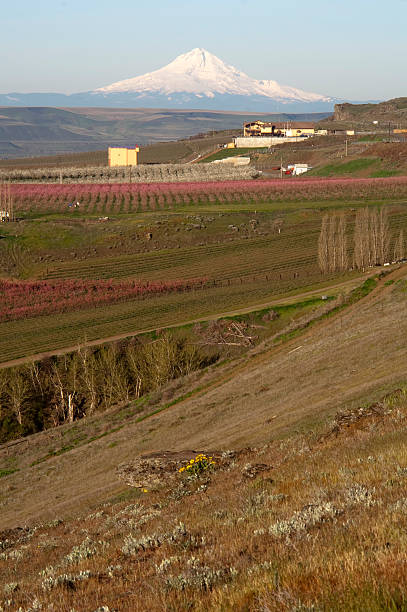 Fruit Orchards Washington Countryside Mount Hood Cascade Range Mount Hood looms over the rich agriculture of the Northwest oregon barn farm mt hood stock pictures, royalty-free photos & images