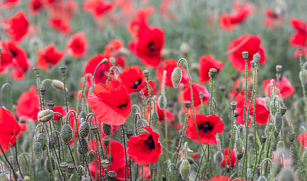 istock Dozens of Red Poppies 186225689