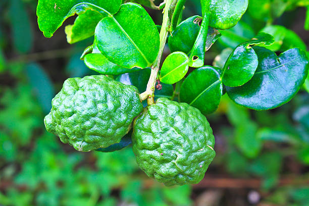 istock Leech lime or bergamot fruits on tree 186226013