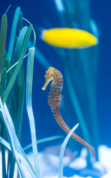 istock seahorse swimming 1862263861
