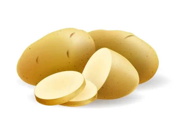 Vector illustration of Raw potato closeup