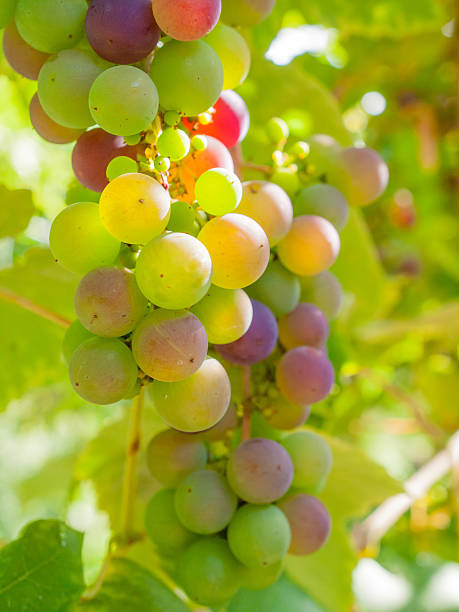 istock ripening grapes on the vine 186226722