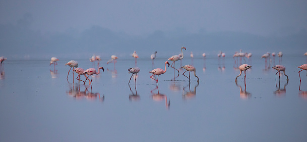 Greater Flamingos and lesser flamingos walking on a lake fishing