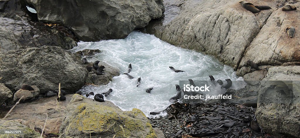 Filhote de foca piscina de ondas - Foto de stock de Animal royalty-free
