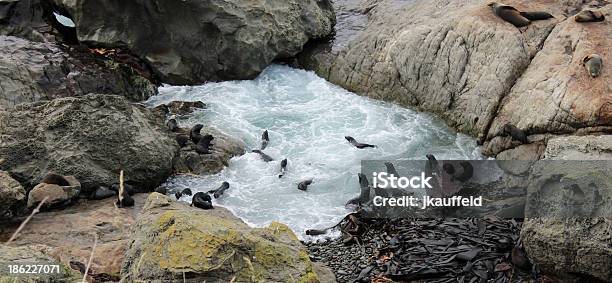 Foto de Filhote De Foca Piscina De Ondas e mais fotos de stock de Animal - Animal, Animal selvagem, Colônia - Grupo de Animais