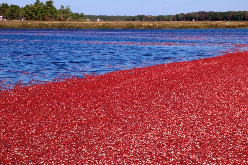 Cranberries await autumn harvest in a New Jersey cranberry bog.