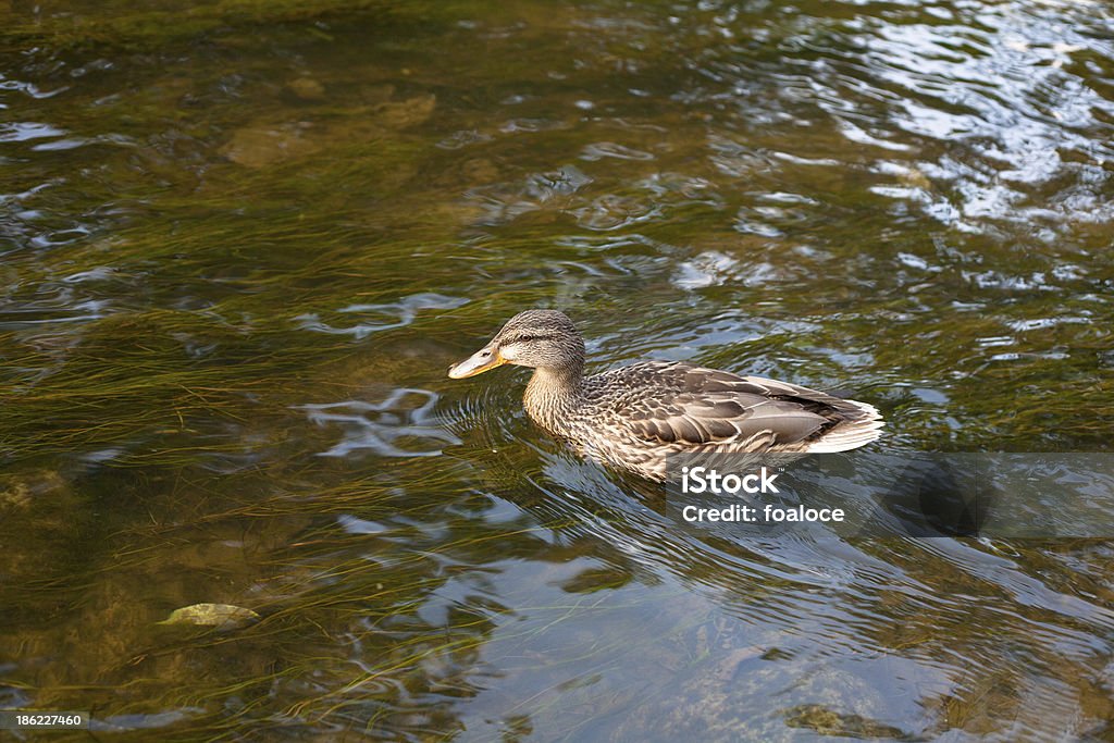 Marrone anatra - Foto stock royalty-free di Acqua